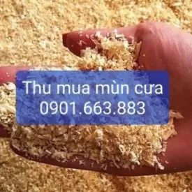 THU MUA MÙN CƯA, DĂM BÀO GIÁ CAO TẠI BÌNH DƯƠNG