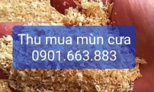 THU MUA MÙN CƯA, DĂM BÀO GIÁ CAO TẠI BÌNH DƯƠNG