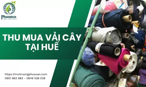 Thu mua vải cây tại Huế